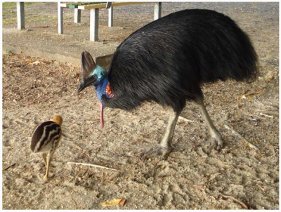 Птица казуар